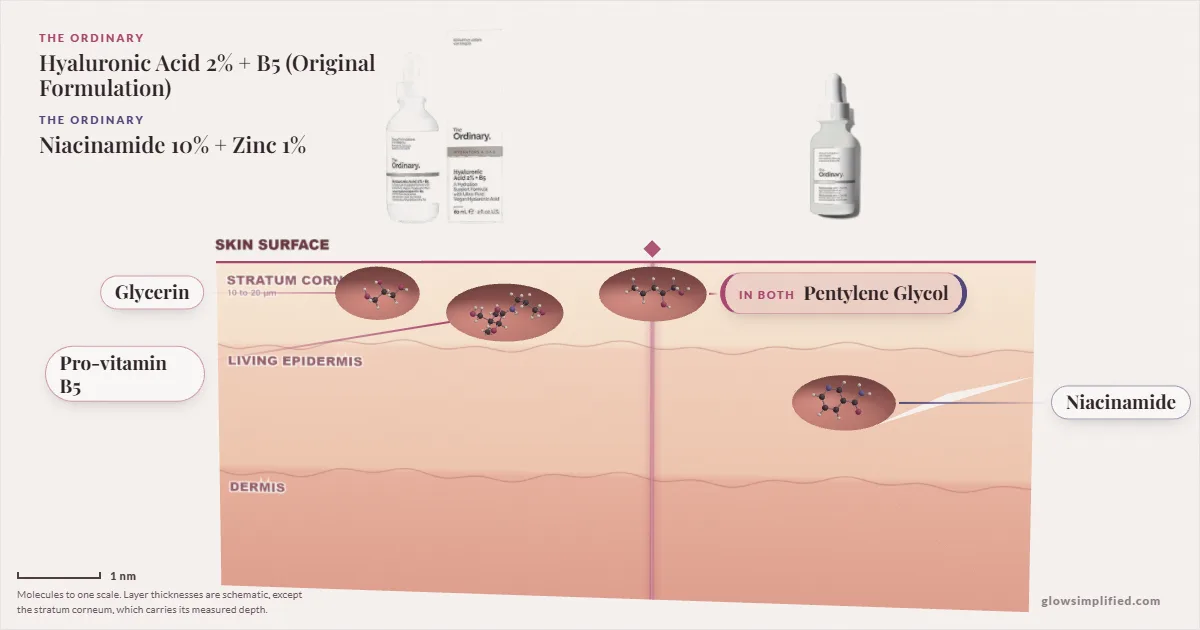 The Ordinary Hyaluronic Acid 2% + B5 (Original Formulation) and The Ordinary Niacinamide 10% + Zinc 1%: their molecules drawn in one cross-section of skin, shared ingredients on the seam