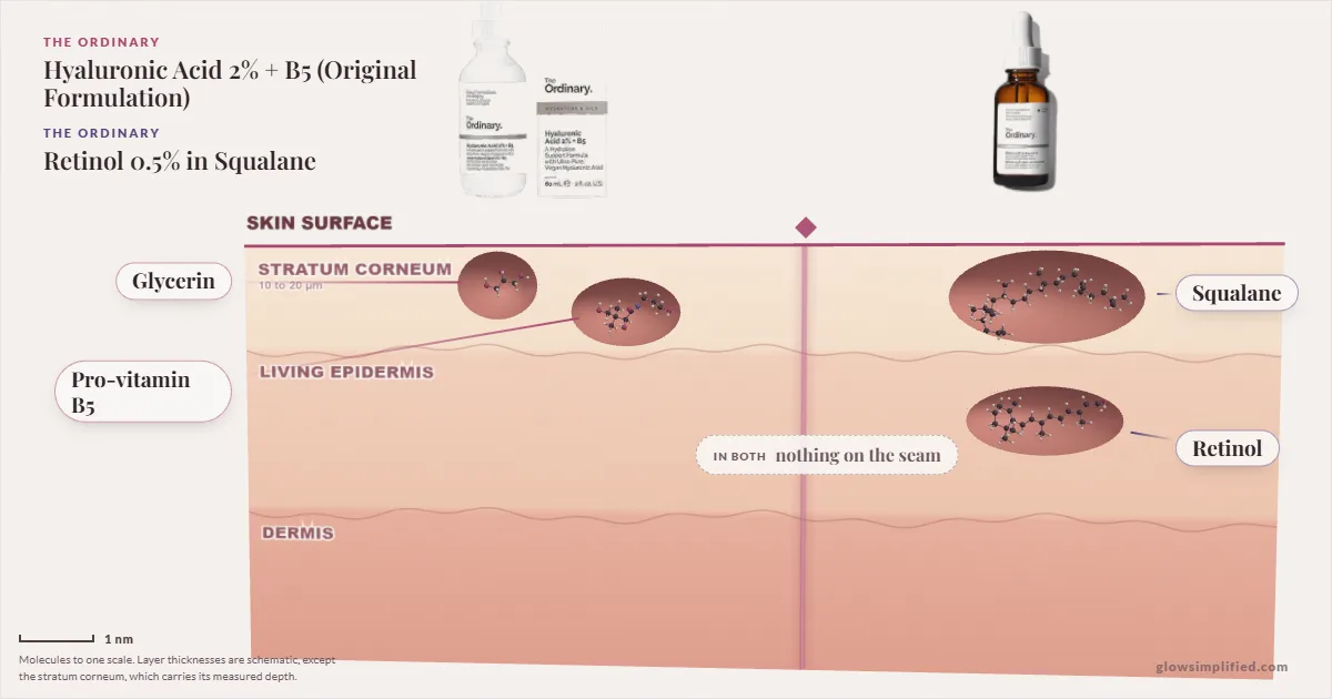 The Ordinary Hyaluronic Acid 2% + B5 (Original Formulation) and The Ordinary Retinol 0.5% in Squalane: their molecules drawn in one cross-section of skin, shared ingredients on the seam