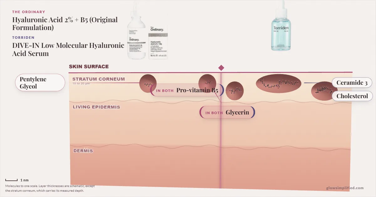 The Ordinary Hyaluronic Acid 2% + B5 (Original Formulation) and Torriden DIVE-IN Low Molecular Hyaluronic Acid Serum: their molecules drawn in one cross-section of skin, shared ingredients on the seam