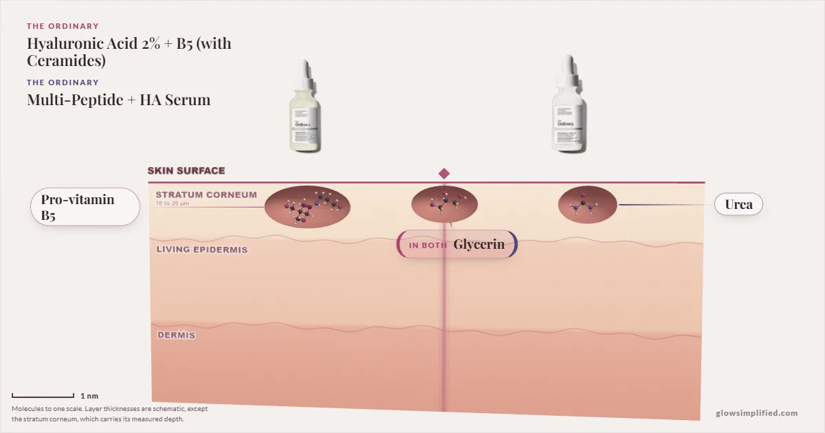The Ordinary Hyaluronic Acid 2% + B5 (with Ceramides) and The Ordinary Multi-Peptide + HA Serum: their molecules drawn in one cross-section of skin, shared ingredients on the seam