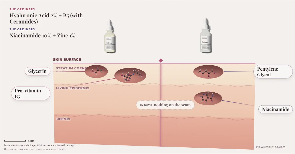 The Ordinary Hyaluronic Acid 2% + B5 (with Ceramides) and The Ordinary Niacinamide 10% + Zinc 1%: their molecules drawn in one cross-section of skin, shared ingredients on the seam