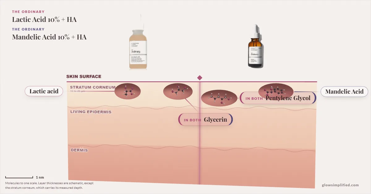 The Ordinary Lactic Acid 10% + HA and The Ordinary Mandelic Acid 10% + HA: their molecules drawn in one cross-section of skin, shared ingredients on the seam