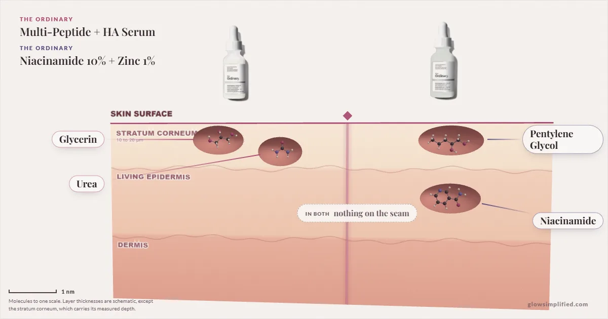 The Ordinary Multi-Peptide + HA Serum and The Ordinary Niacinamide 10% + Zinc 1%: their molecules drawn in one cross-section of skin, shared ingredients on the seam