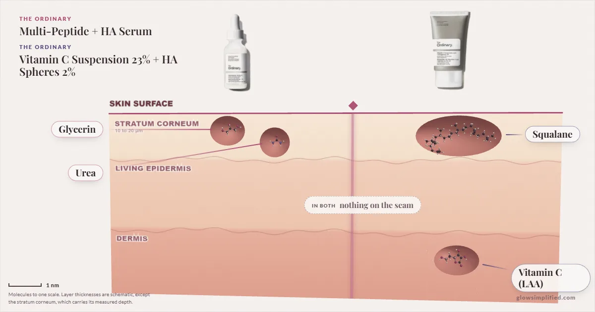 The Ordinary Multi-Peptide + HA Serum and The Ordinary Vitamin C Suspension 23% + HA Spheres 2%: their molecules drawn in one cross-section of skin, shared ingredients on the seam