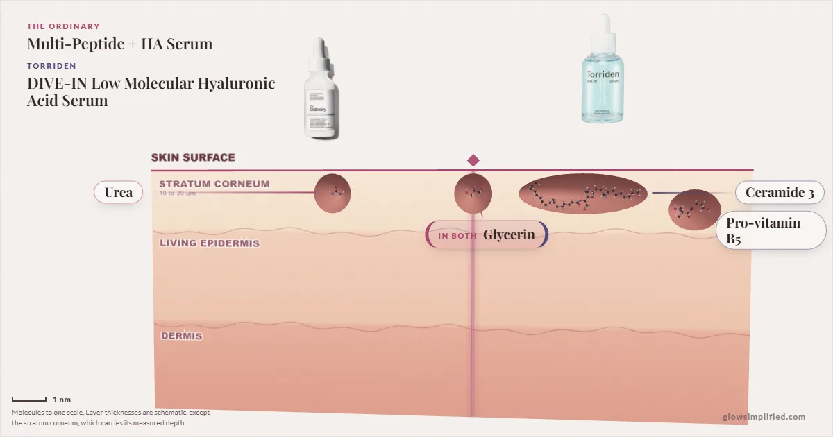 The Ordinary Multi-Peptide + HA Serum and Torriden DIVE-IN Low Molecular Hyaluronic Acid Serum: their molecules drawn in one cross-section of skin, shared ingredients on the seam