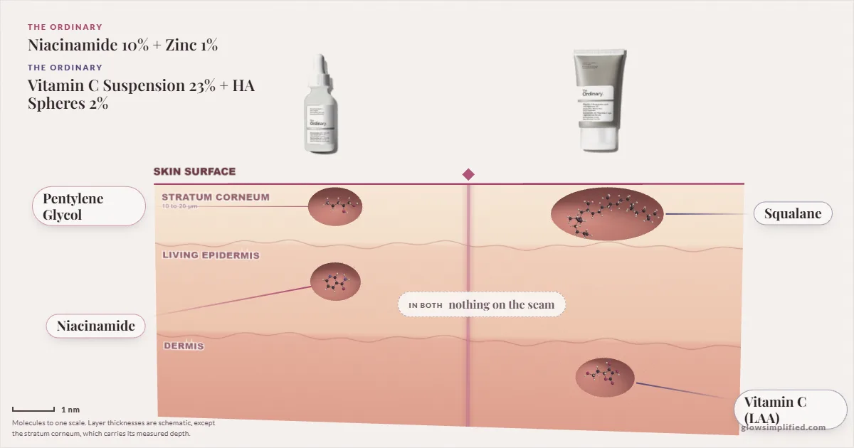 The Ordinary Niacinamide 10% + Zinc 1% and The Ordinary Vitamin C Suspension 23% + HA Spheres 2%: their molecules drawn in one cross-section of skin, shared ingredients on the seam