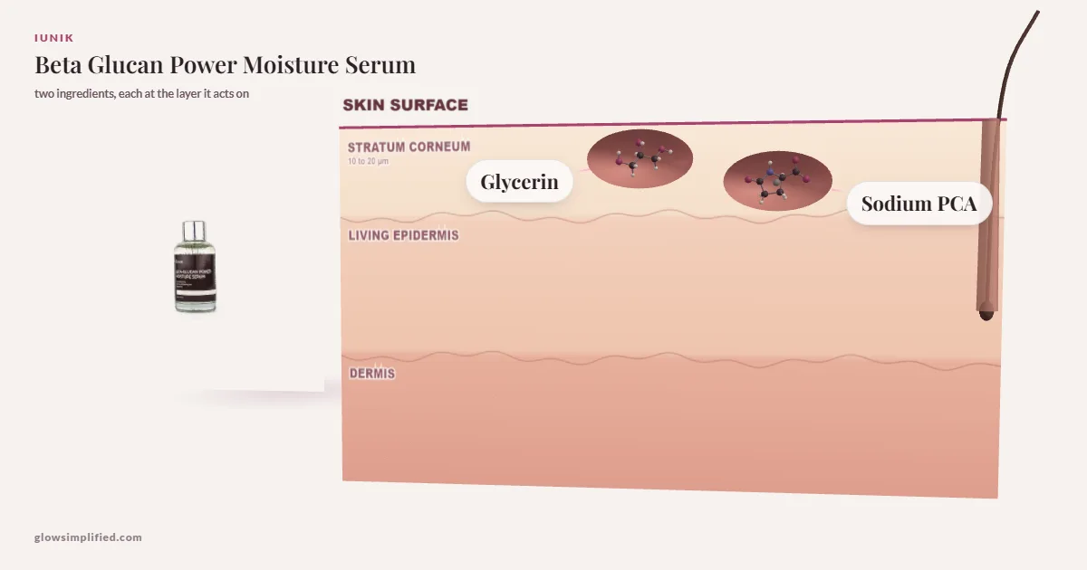 iUNIK Beta Glucan Power Moisture Serum: Glycerin, Sodium PCA drawn in a cross-section of skin, each at the layer it acts on