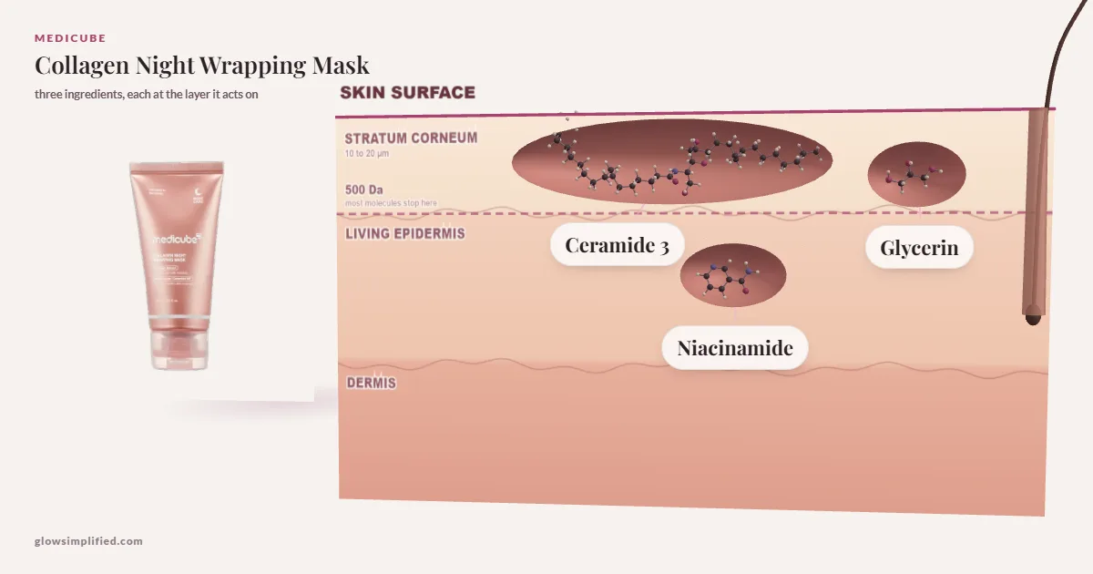 Medicube Collagen Night Wrapping Mask: Ceramide 3, Glycerin, Niacinamide drawn in a cross-section of skin, each at the layer it acts on