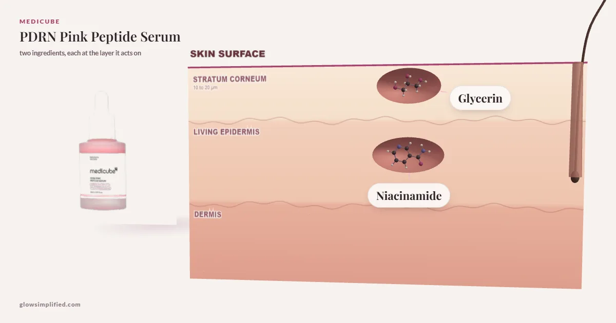 Medicube PDRN Pink Peptide Serum: Glycerin, Niacinamide drawn in a cross-section of skin, each at the layer it acts on