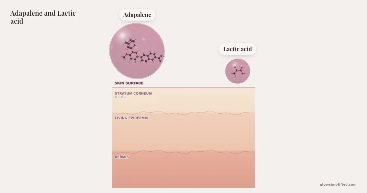 Adapalene and Lactic acid meeting on a cross-section of skin