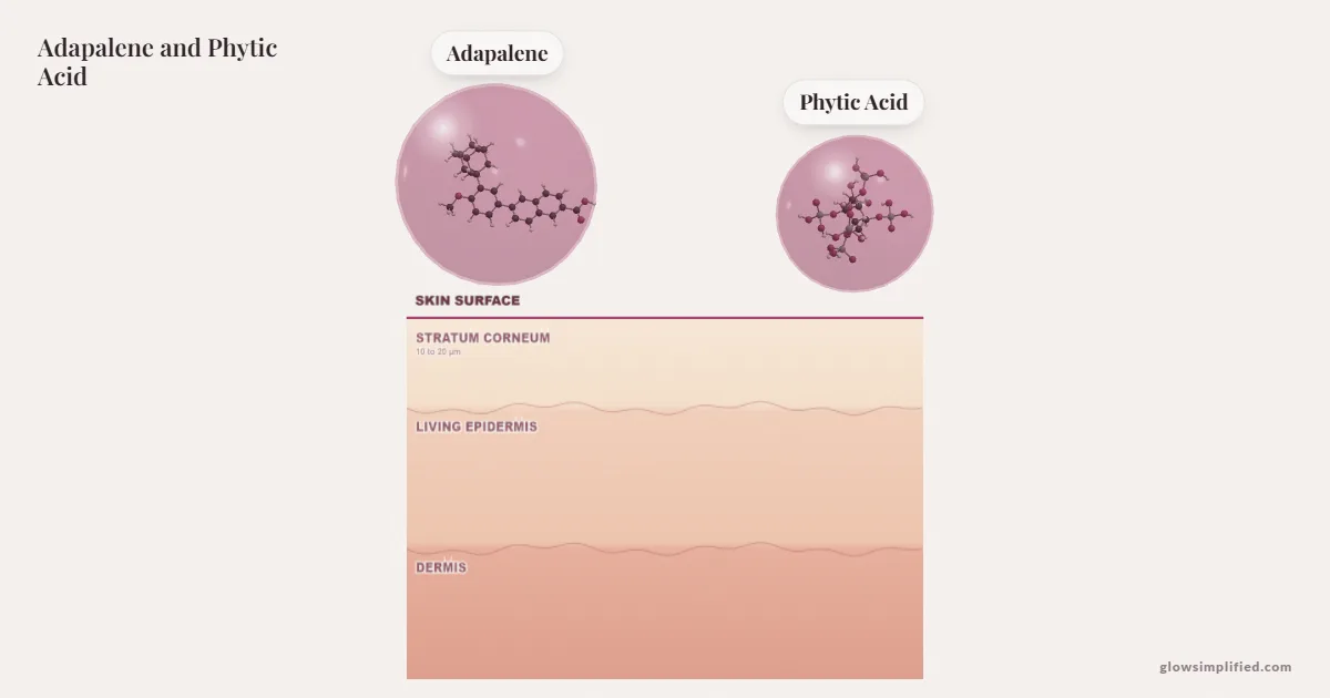 Adapalene and Phytic Acid meeting on a cross-section of skin