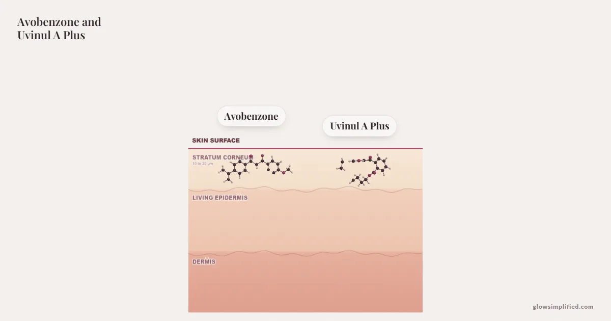 Avobenzone and Uvinul A Plus meeting on a cross-section of skin