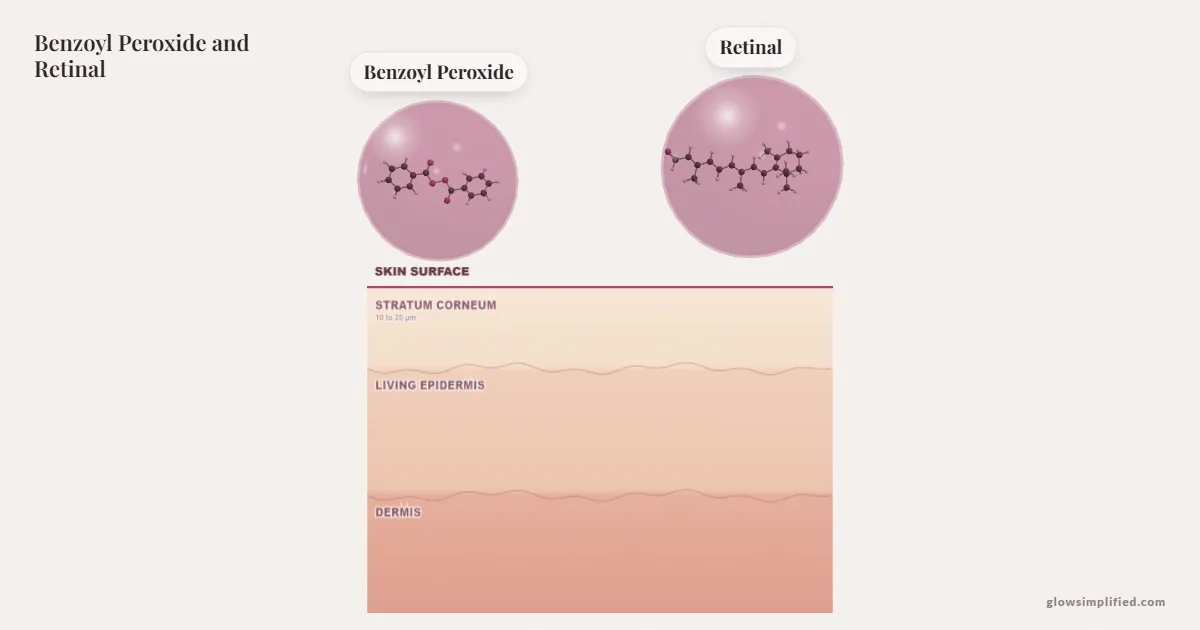 Benzoyl Peroxide and Retinal meeting on a cross-section of skin