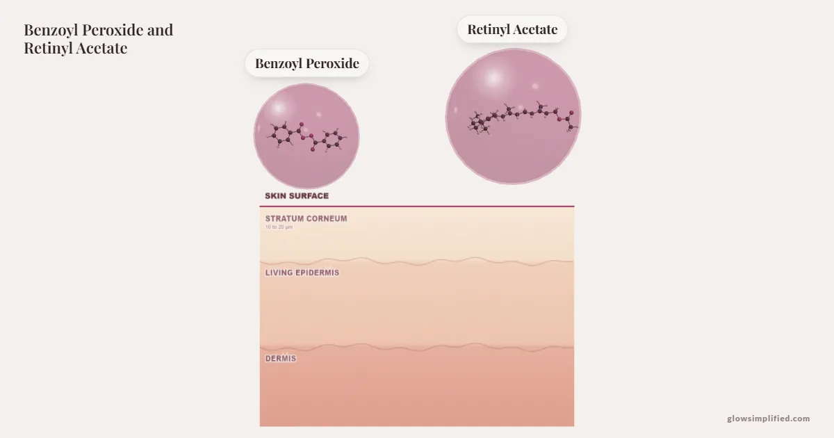 Benzoyl Peroxide and Retinyl Acetate meeting on a cross-section of skin