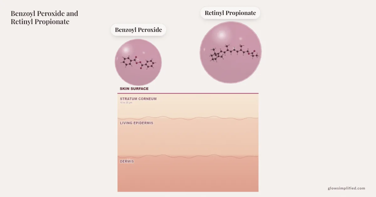 Benzoyl Peroxide and Retinyl Propionate meeting on a cross-section of skin