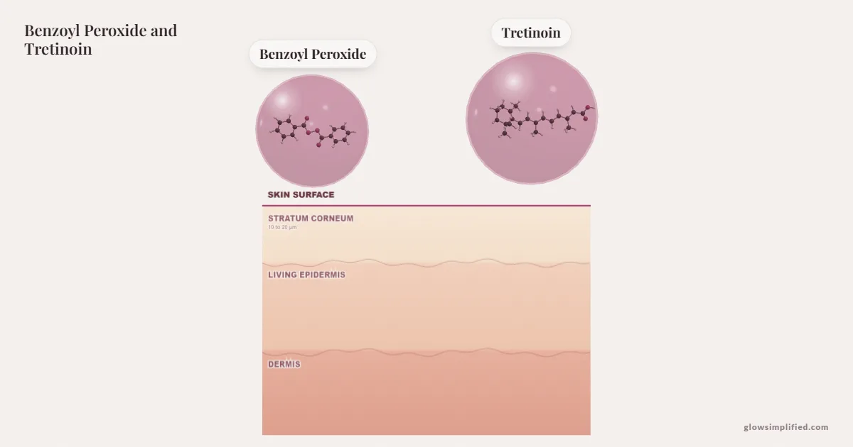 Benzoyl Peroxide and Tretinoin meeting on a cross-section of skin