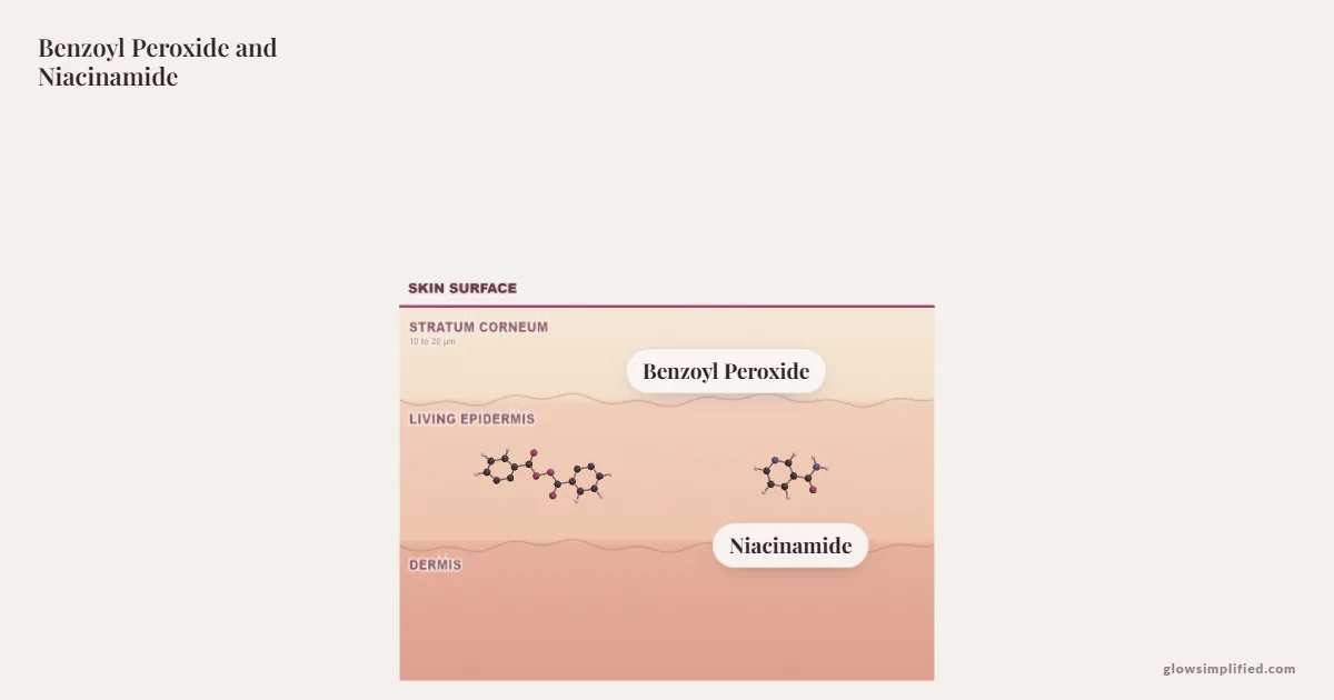Benzoyl Peroxide and Niacinamide meeting on a cross-section of skin
