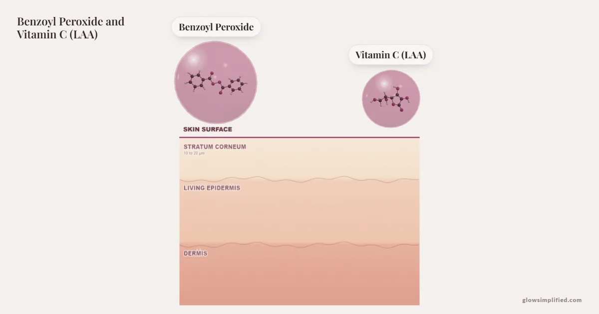 Benzoyl Peroxide and Vitamin C (LAA) meeting on a cross-section of skin