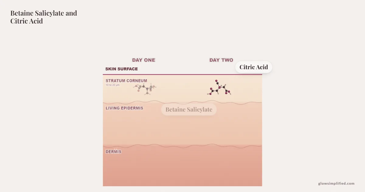 Betaine Salicylate and Citric Acid meeting on a cross-section of skin