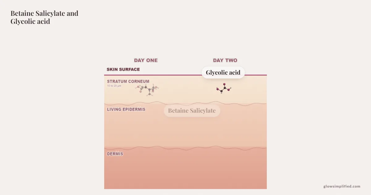 Betaine Salicylate and Glycolic acid meeting on a cross-section of skin