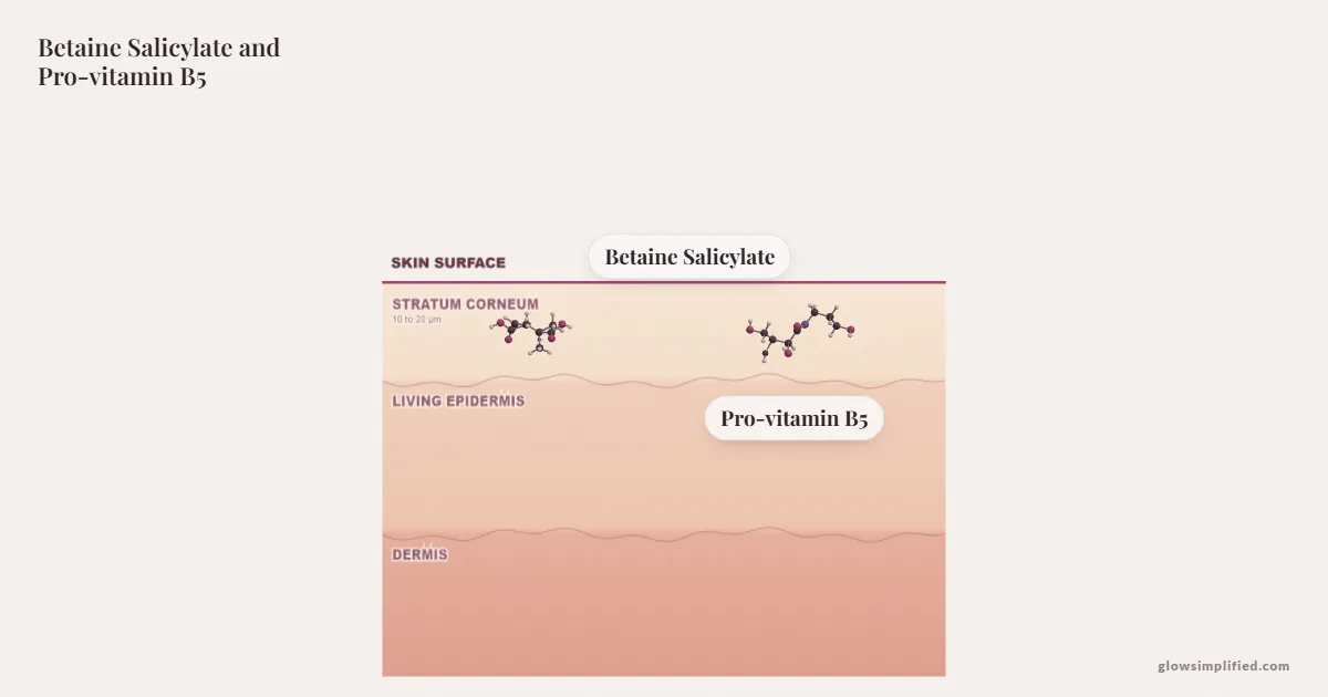 Betaine Salicylate and Pro-vitamin B5 meeting on a cross-section of skin