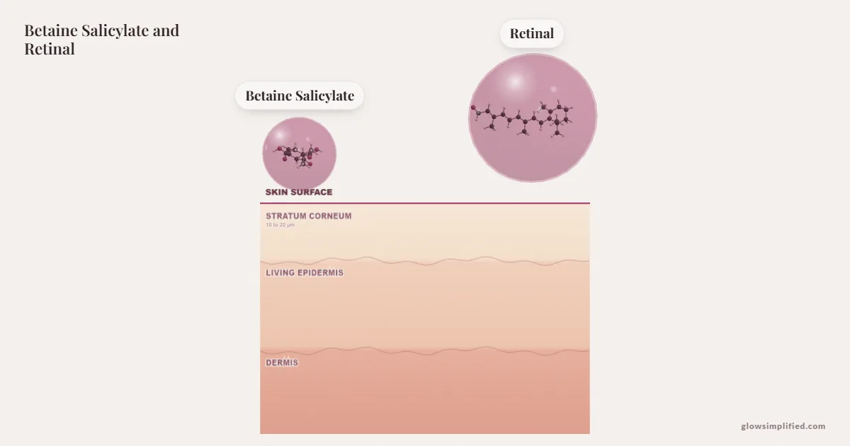 Betaine Salicylate and Retinal meeting on a cross-section of skin