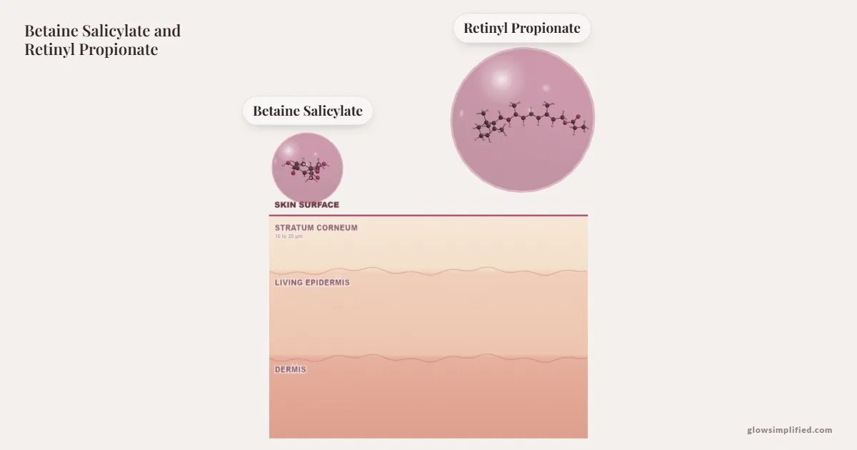 Betaine Salicylate and Retinyl Propionate meeting on a cross-section of skin