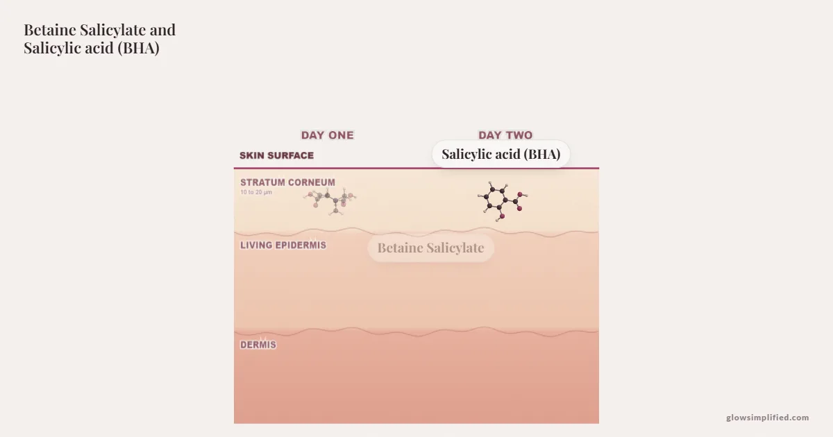 Betaine Salicylate and Salicylic acid (BHA) meeting on a cross-section of skin