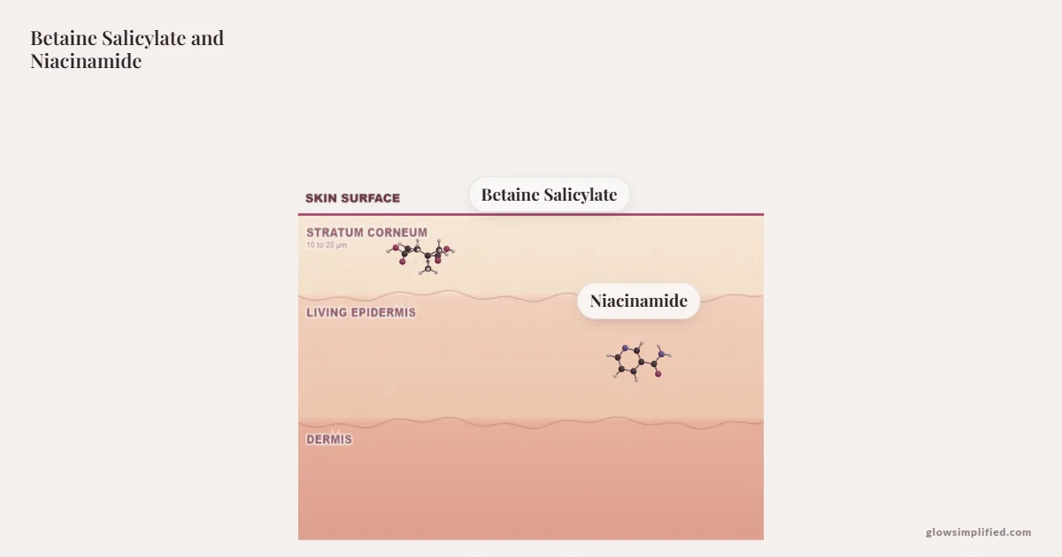 Betaine Salicylate and Niacinamide meeting on a cross-section of skin