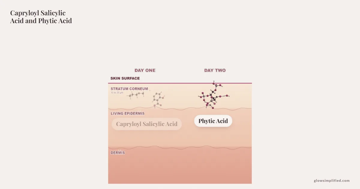 Capryloyl Salicylic Acid and Phytic Acid meeting on a cross-section of skin