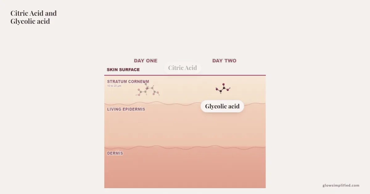 Citric Acid and Glycolic acid meeting on a cross-section of skin