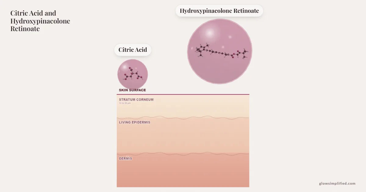 Citric Acid and Hydroxypinacolone Retinoate meeting on a cross-section of skin