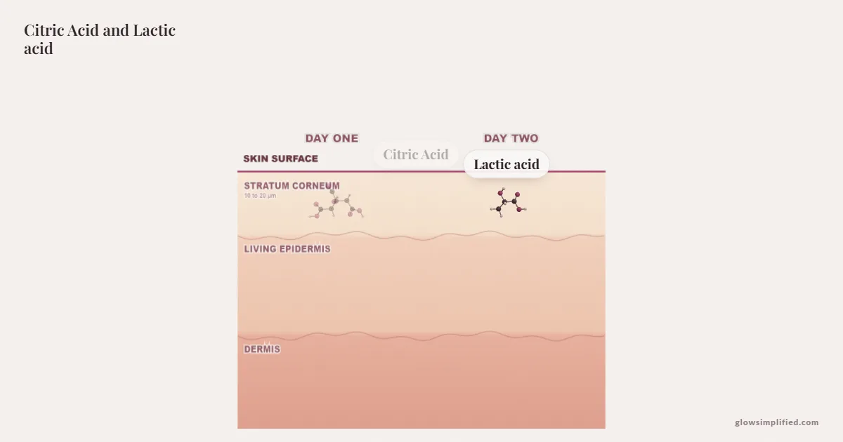 Citric Acid and Lactic acid meeting on a cross-section of skin