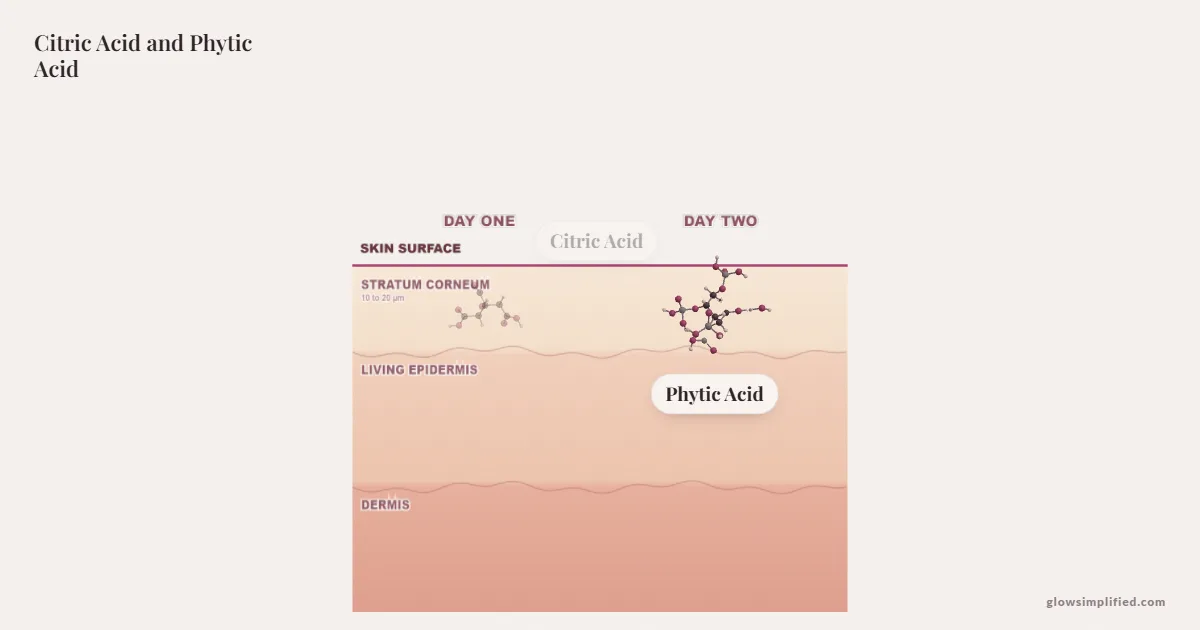 Citric Acid and Phytic Acid meeting on a cross-section of skin