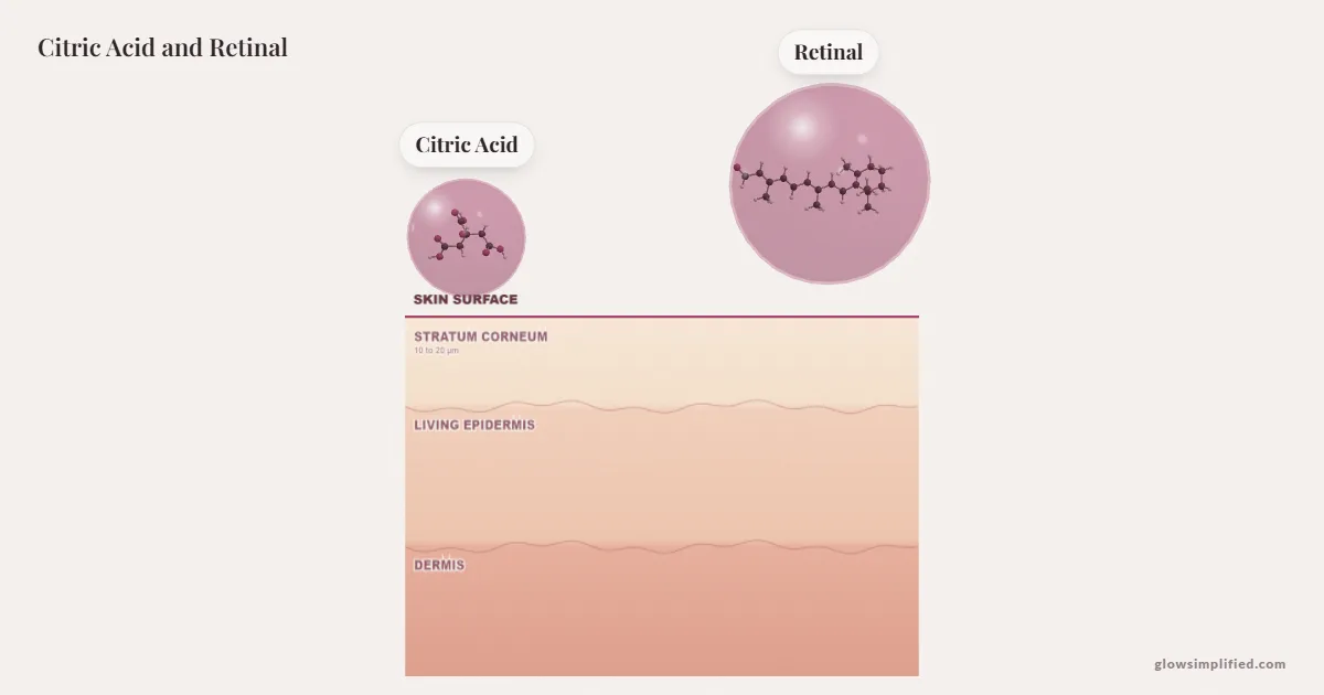 Citric Acid and Retinal meeting on a cross-section of skin