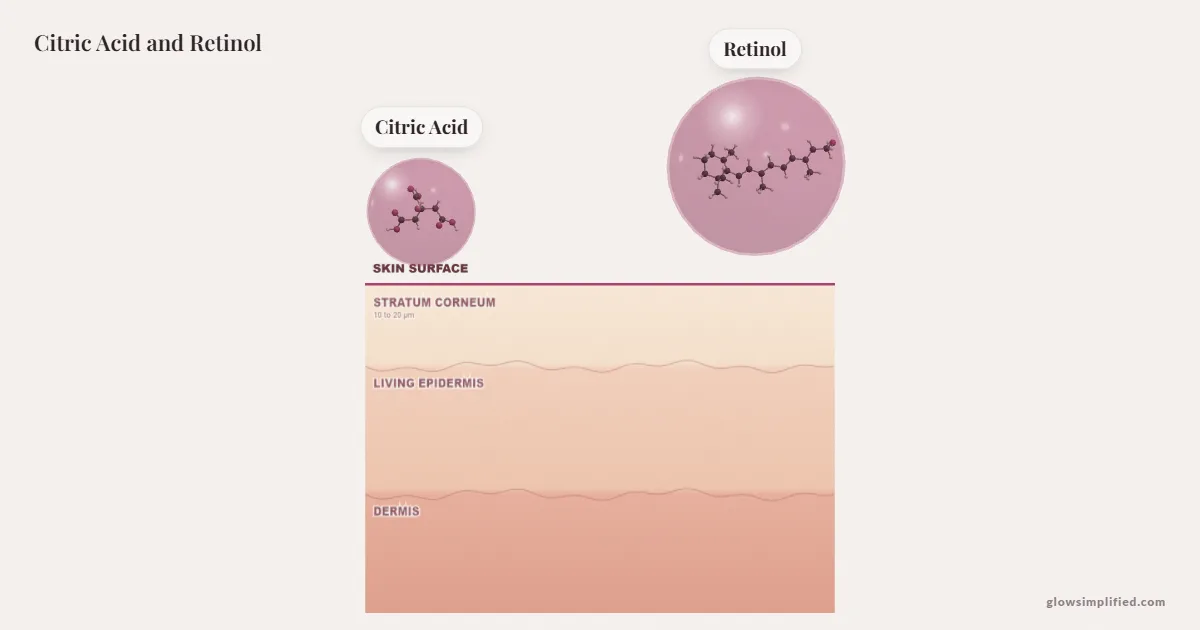 Citric Acid and Retinol meeting on a cross-section of skin