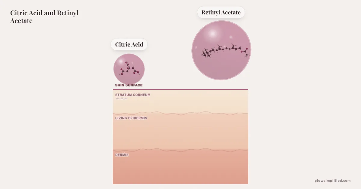 Citric Acid and Retinyl Acetate meeting on a cross-section of skin