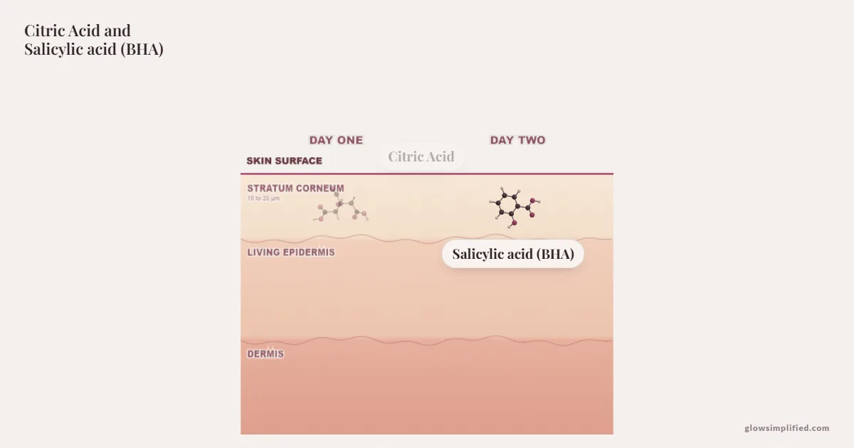 Citric Acid and Salicylic acid (BHA) meeting on a cross-section of skin