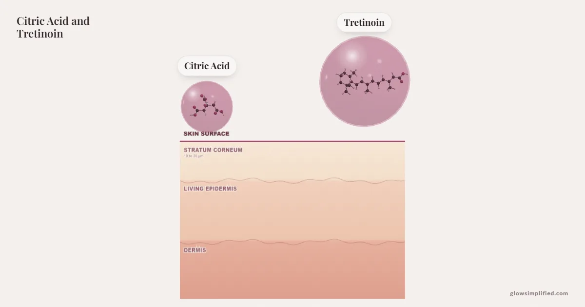 Citric Acid and Tretinoin meeting on a cross-section of skin