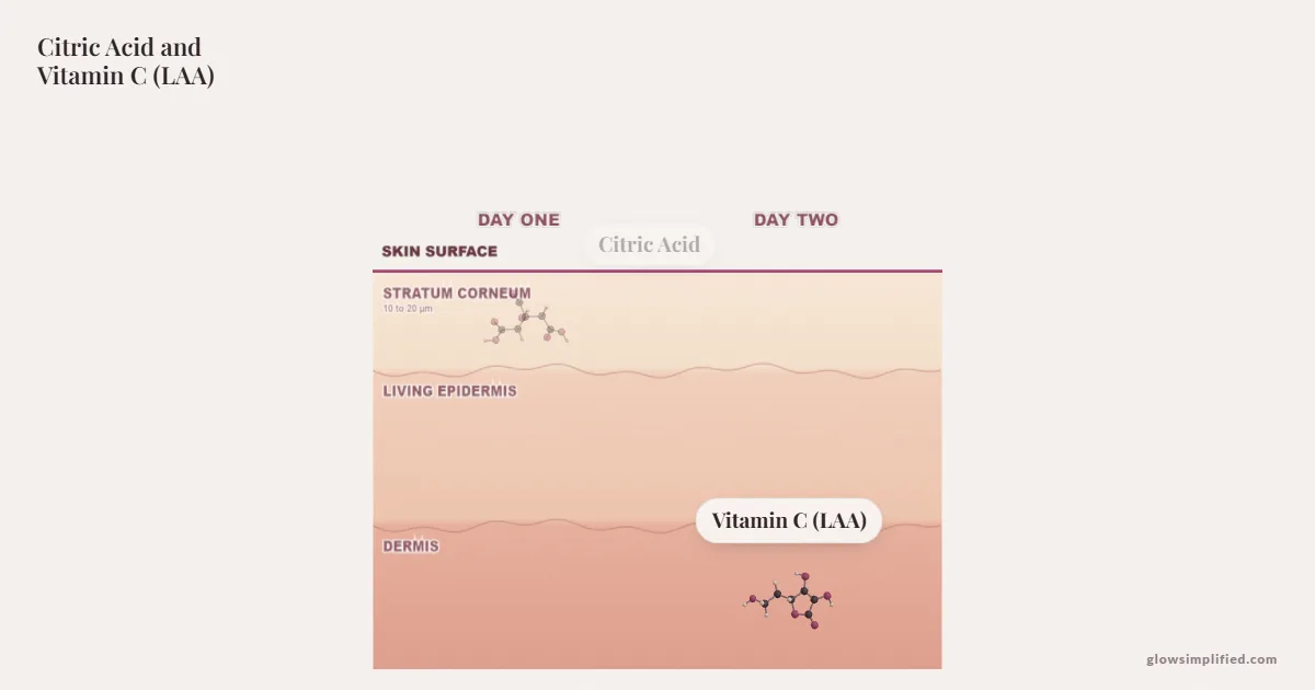 Citric Acid and Vitamin C (LAA) meeting on a cross-section of skin