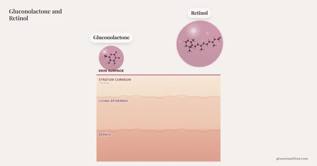 Gluconolactone and Retinol meeting on a cross-section of skin