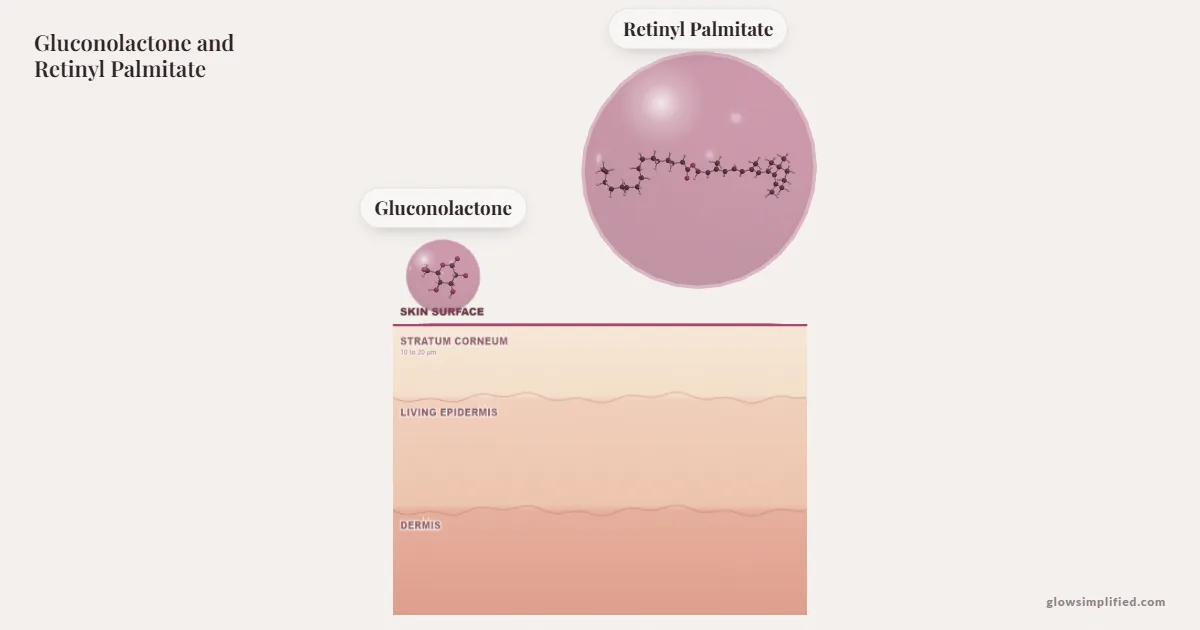 Gluconolactone and Retinyl Palmitate meeting on a cross-section of skin