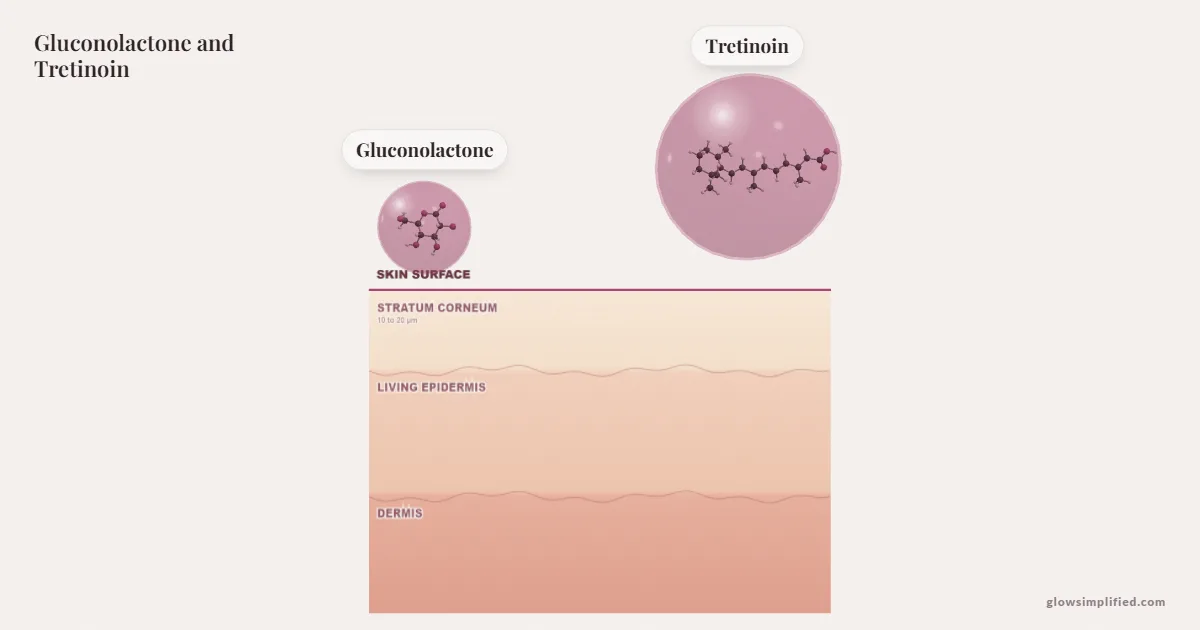 Gluconolactone and Tretinoin meeting on a cross-section of skin