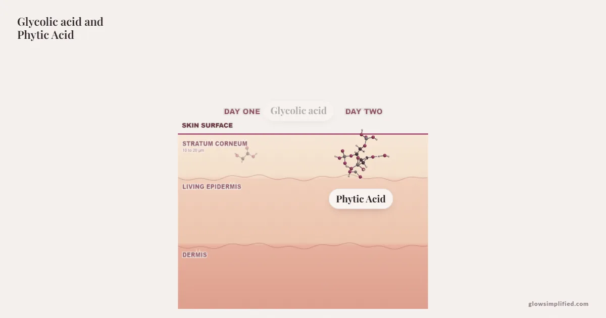 Glycolic acid and Phytic Acid meeting on a cross-section of skin