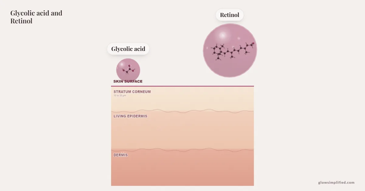 Glycolic acid and Retinol meeting on a cross-section of skin