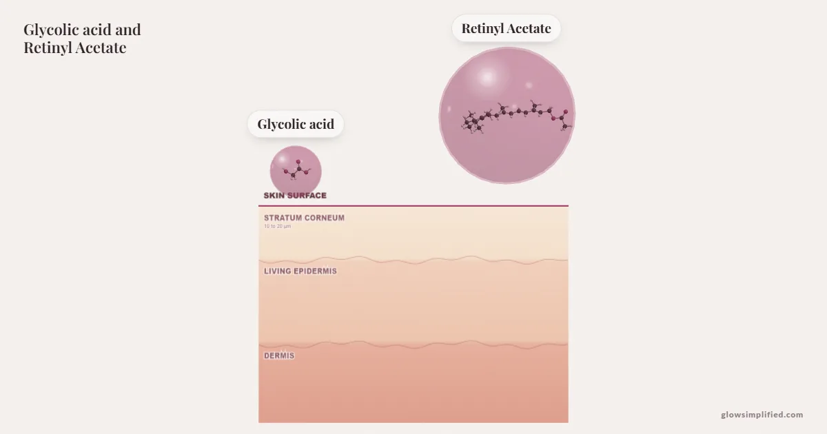 Glycolic acid and Retinyl Acetate meeting on a cross-section of skin