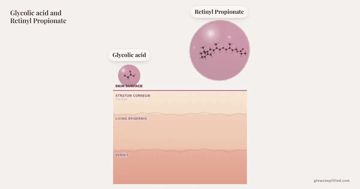 Glycolic acid and Retinyl Propionate meeting on a cross-section of skin