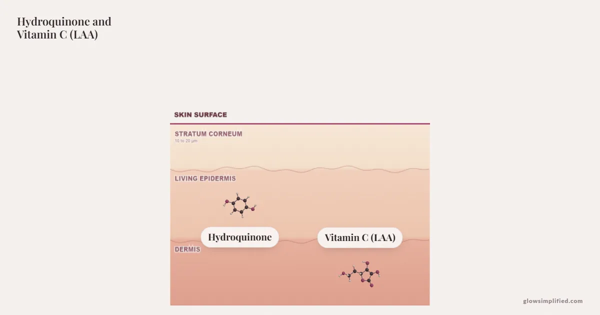 Hydroquinone and Vitamin C (LAA) meeting on a cross-section of skin