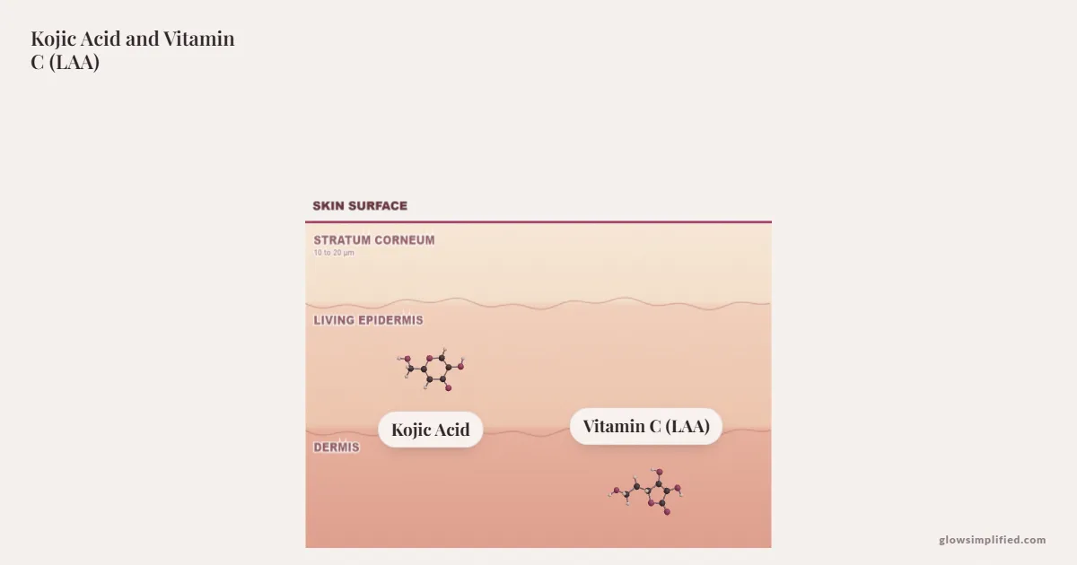 Kojic Acid and Vitamin C (LAA) meeting on a cross-section of skin