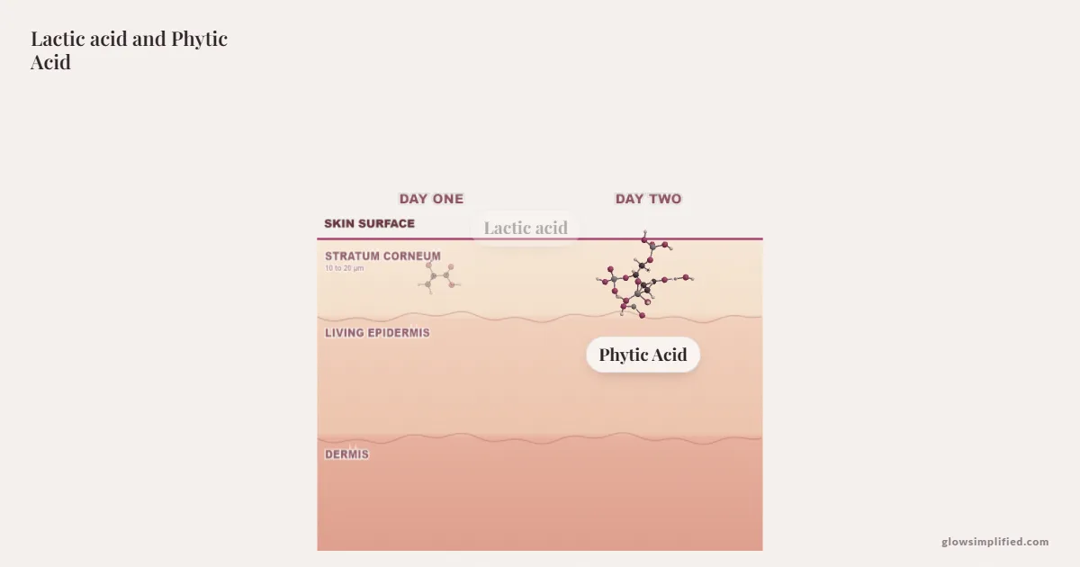 Lactic acid and Phytic Acid meeting on a cross-section of skin